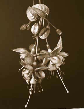 Tom Baril: Fuchsia (TB #720), 2001, Silver gelatin print, Edition 10/15, 23 x 18 inches
