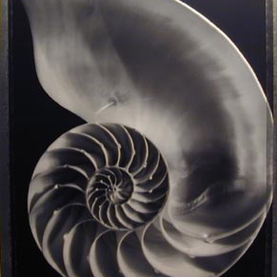 (9042) Nautilus Shell (TB #367) -- Tom Baril