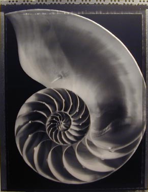 Tom Baril: Nautilus Shell (TB #367), 1994, Gelatin silver print, Edition 1/15, 23 x 18 inches (framed dimensions: 35 x 29.5 inches)