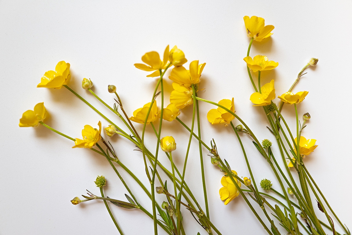 Jessica Cantlin: Buttercup, 2022, Archival pigment print, Available in various sizes