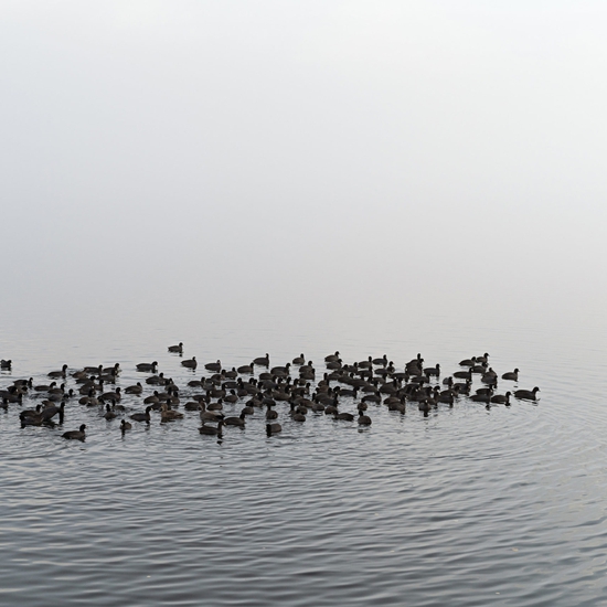 Jessica Cantlin: Coots, 2017, Archival pigment print, available in various sizes