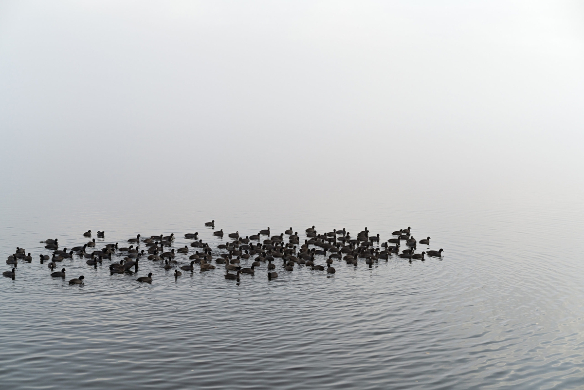Jessica Cantlin: Coots, 2017, Archival pigment print, available in various sizes