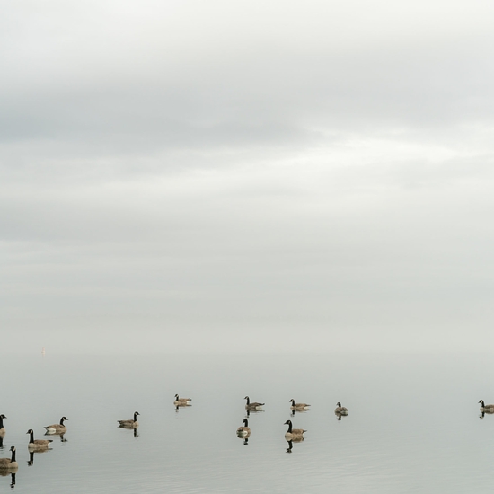 Decoys