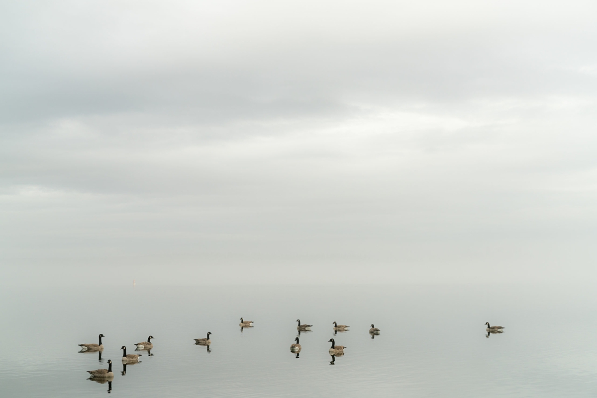 Jessica Cantlin: Decoys, 2017, Archival pigment print, available in various sizes