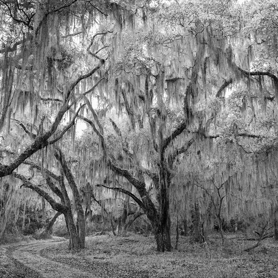 Jessica Cantlin: Fairy Den, 2022, Archival pigment print, Available in various sizes