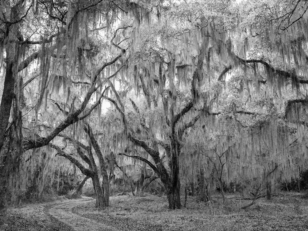 Jessica Cantlin: Fairy Den, 2022, Archival pigment print, Available in various sizes