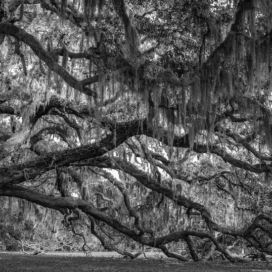 Jessica Cantlin: Half Of Me, 2022, Archival pigment print, Available in various sizes