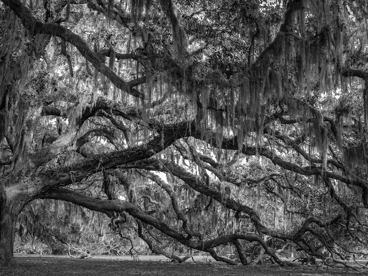 Jessica Cantlin: Half Of Me, 2022, Archival pigment print, Available in various sizes