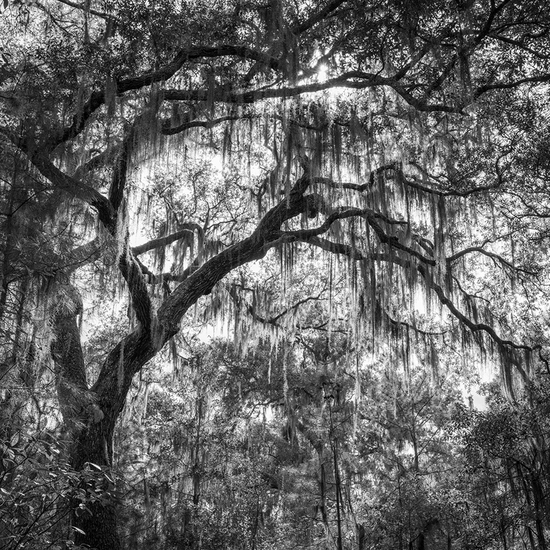Jessica Cantlin: Hiding From The Light, 2022, Archival pigment print, Available in various sizes