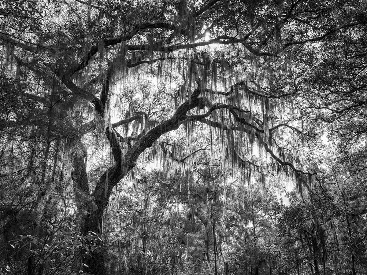 Jessica Cantlin: Hiding From The Light, 2022, Archival pigment print, Available in various sizes