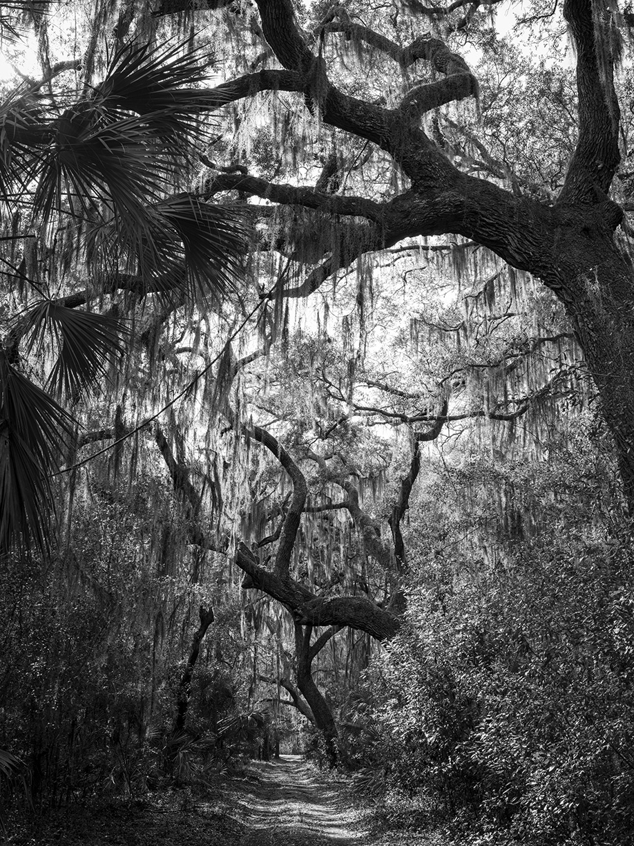Jessica Cantlin: I'll Show You The Way, 2022, Archival pigment print, Available in various sizes
