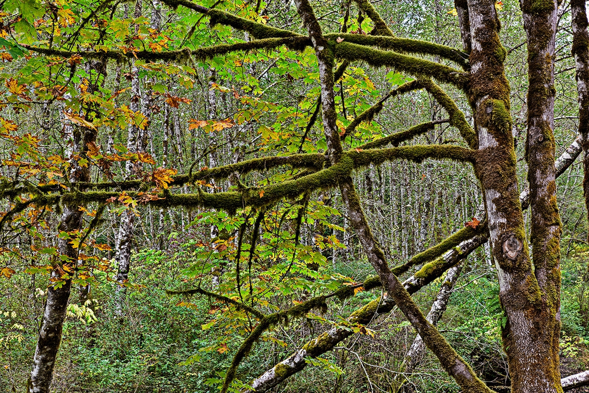 Jessica Cantlin: In The Woods, 2015, Archival pigment print, Available in various sizes