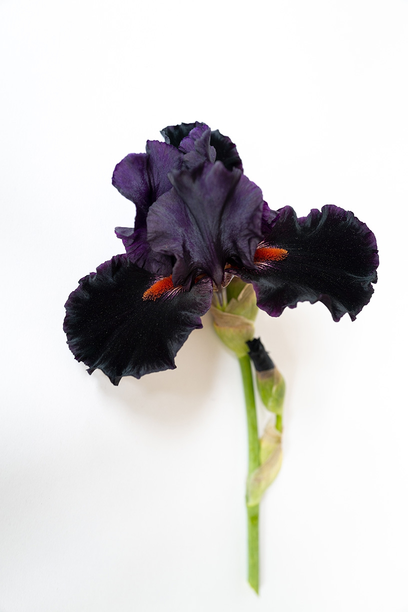 Jessica Cantlin: Iris, 2022, Archival pigment print, Available in various sizes