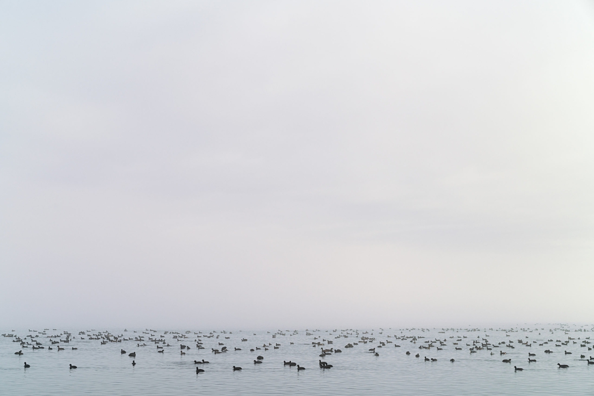 Jessica Cantlin: Migration No. 3, 2017, Archival pigment print, available in various sizes