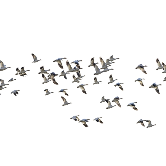 Jessica Cantlin: Migration No. 1, 2016, Archival pigment print, available in various sizes
