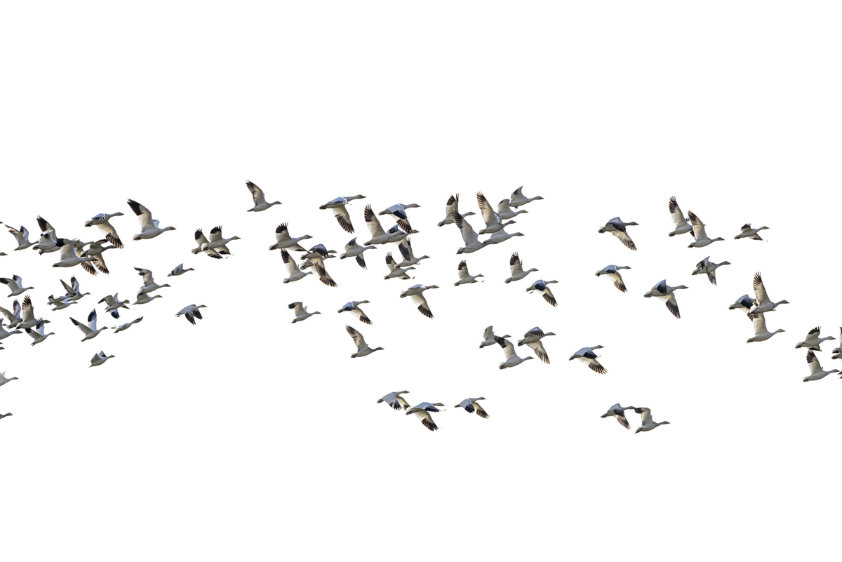 Jessica Cantlin: Migration No. 1, 2016, Archival pigment print, available in various sizes