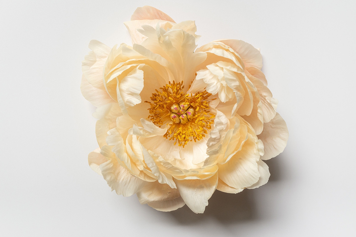 Jessica Cantlin: Peony No. 1, 2022, Archival pigment print, Available in various sizes
