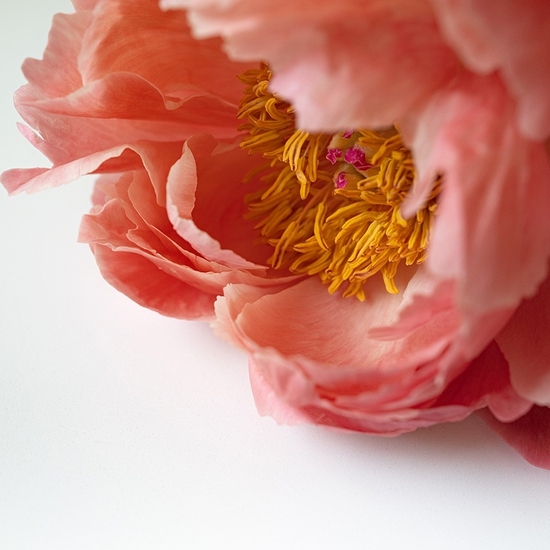 Peony No. 2