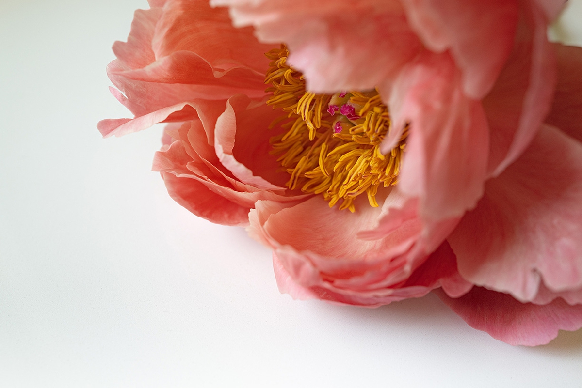 Jessica Cantlin: Peony No. 2, 2022, Archival pigment print, Available in various sizes