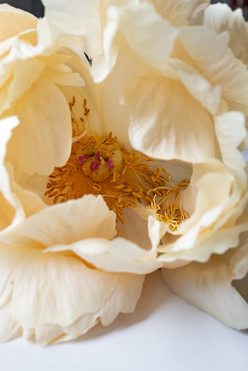 Jessica Cantlin: Peony No. 3, 2022, Archival pigment print, Available in various sizes