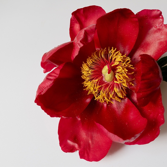 Peony No. 4
