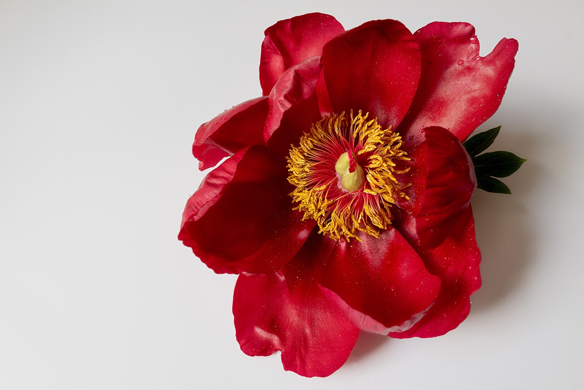 Jessica Cantlin: Peony No. 4, 2022, Archival pigment print, Available in various sizes