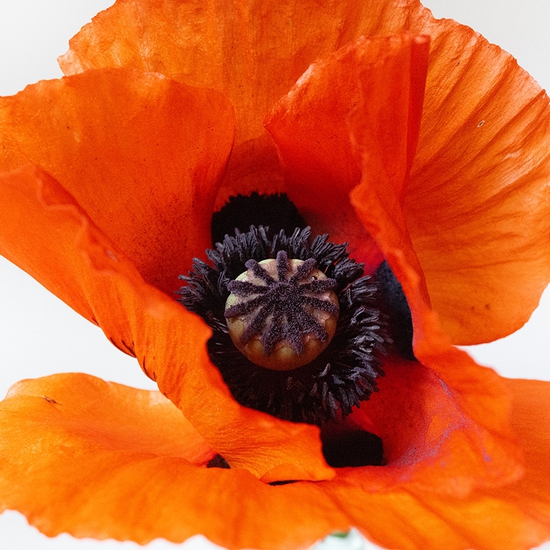 Poppy