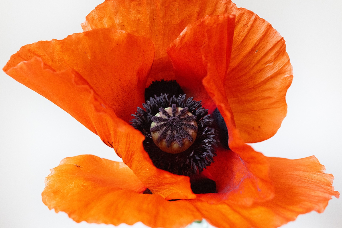 Jessica Cantlin: Poppy, 2022, Archival pigment print, Available in various sizes