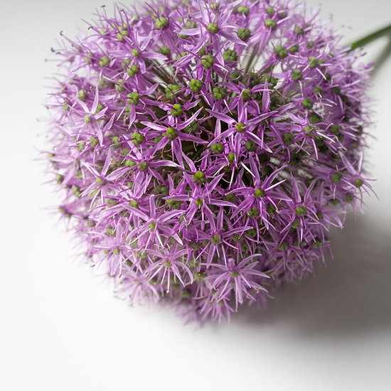 Purple Allium