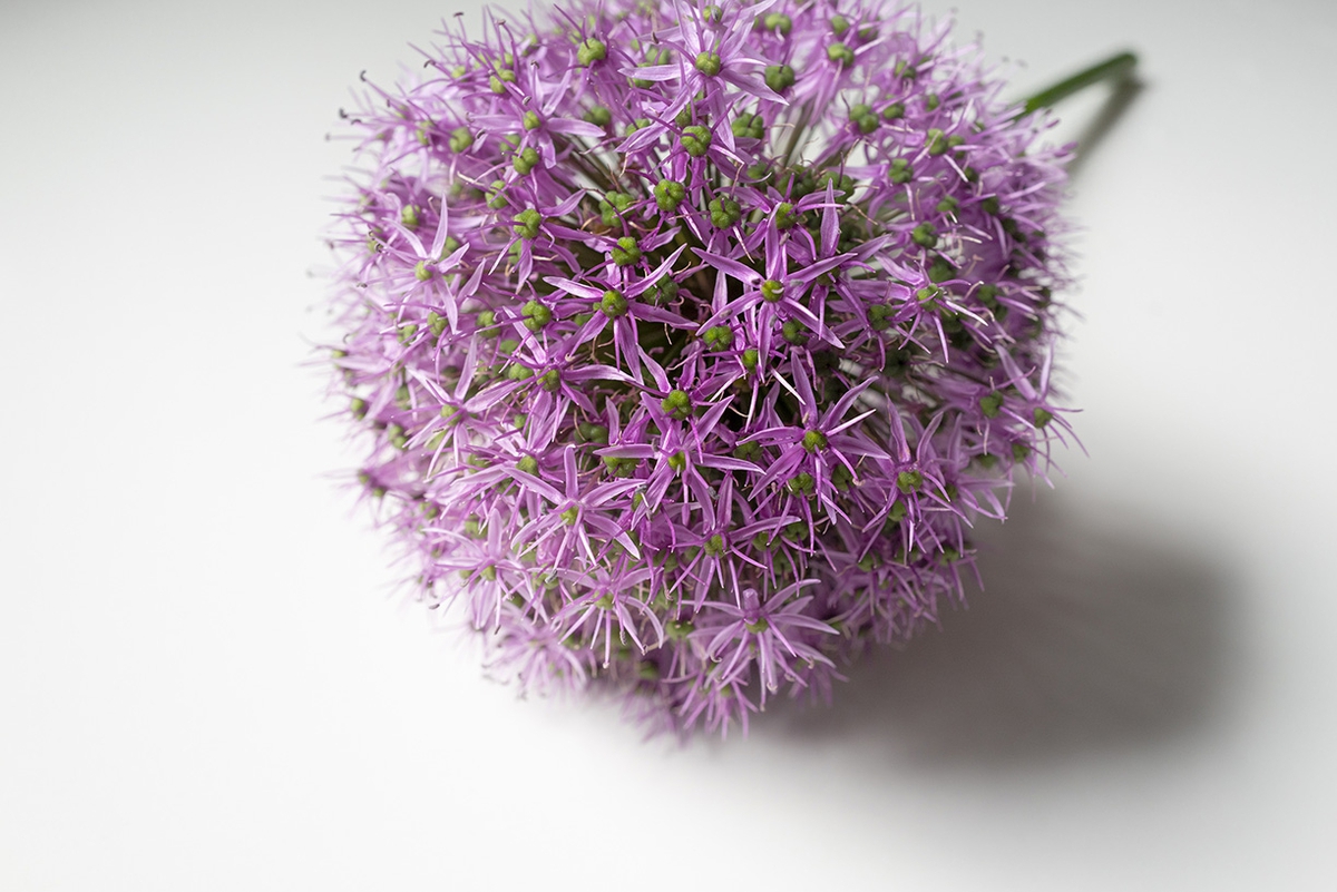 Jessica Cantlin: Purple Allium, 2022, Archival pigment print, Available in various sizes