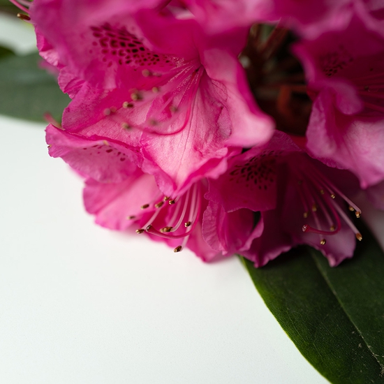 Rhododendron