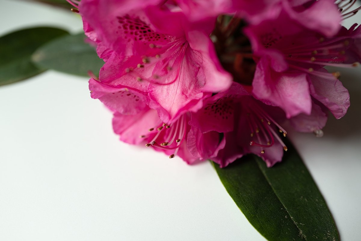 Jessica Cantlin: Rhododendron, 2022, Archival pigment print, Available in various sizes