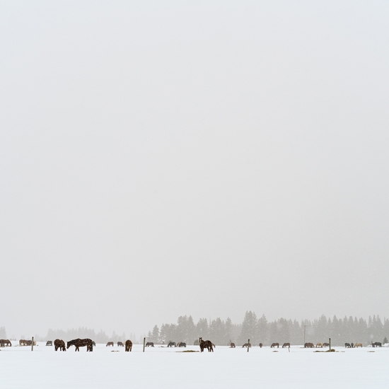 Jessica Cantlin: Snow Ponies, 2017, Archival pigment print, Available in various sizes