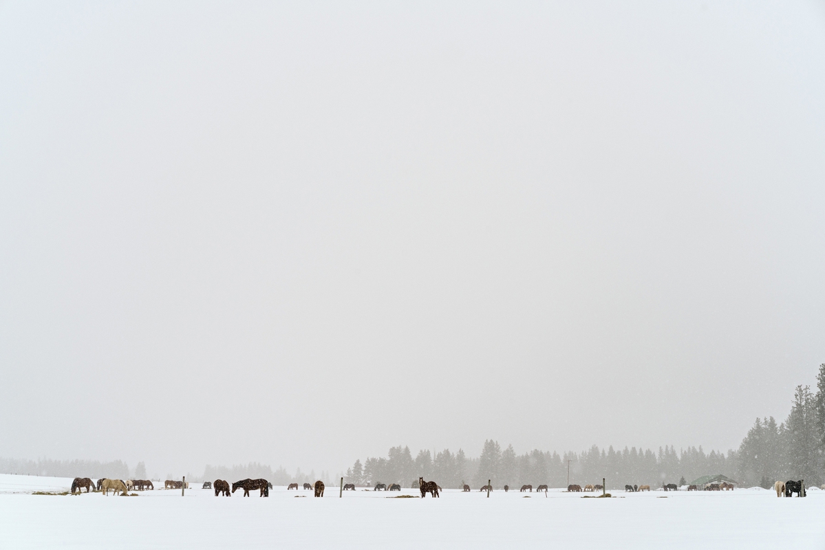 Jessica Cantlin: Snow Ponies, 2017, Archival pigment print, Available in various sizes