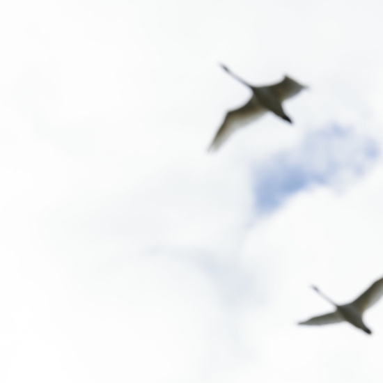Swan Song