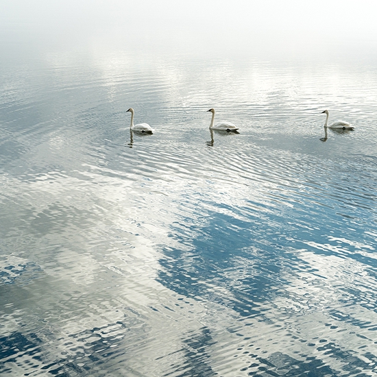 Jessica Cantlin: Swan Song No. 3, 2017, Archival pigment print, Available in various sizes