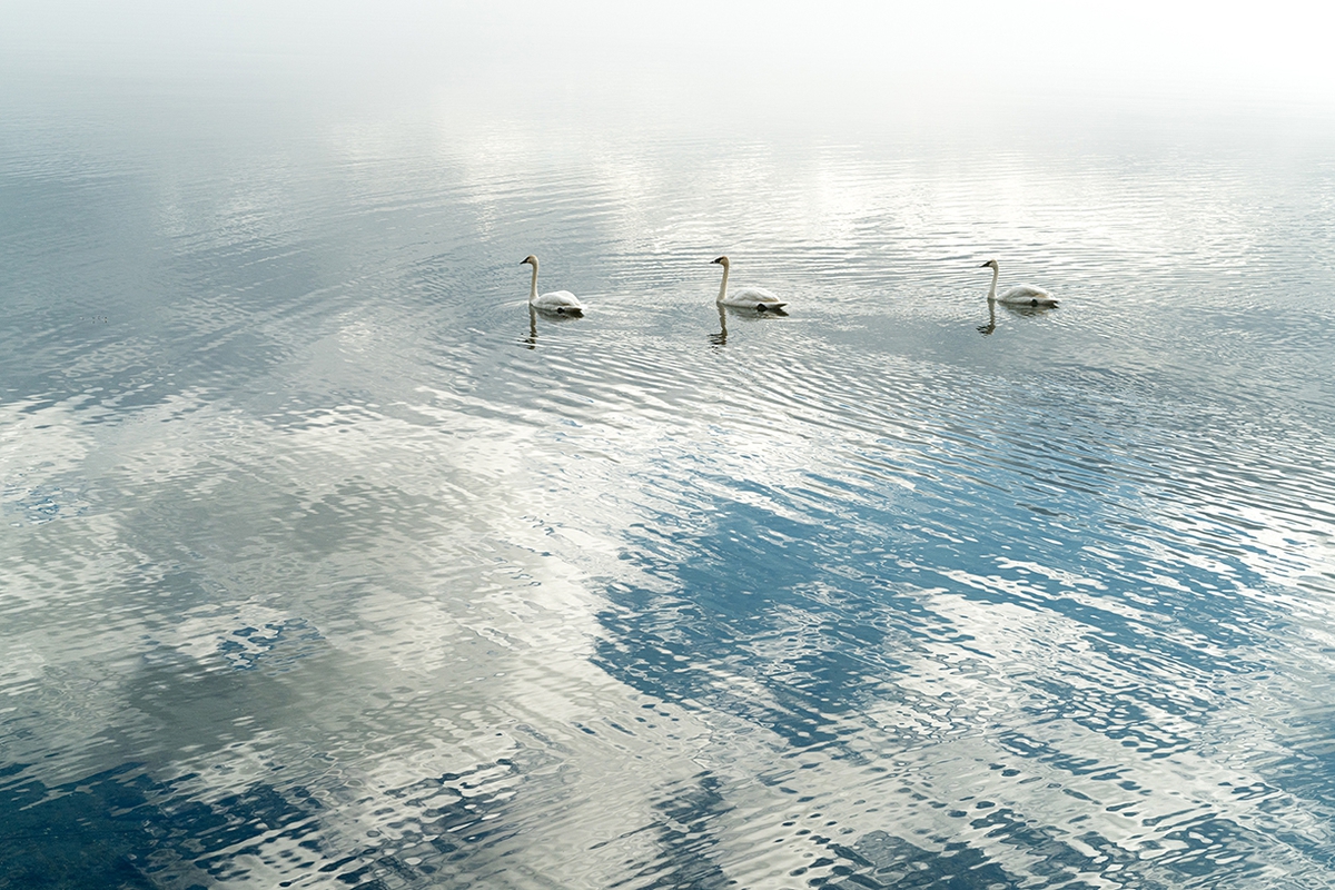 Jessica Cantlin: Swan Song No. 3, 2017, Archival pigment print, Available in various sizes