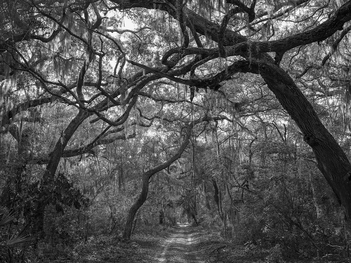 Jessica Cantlin: They'll Never Find Me, 2022, Archival pigment print, Available in various sizes
