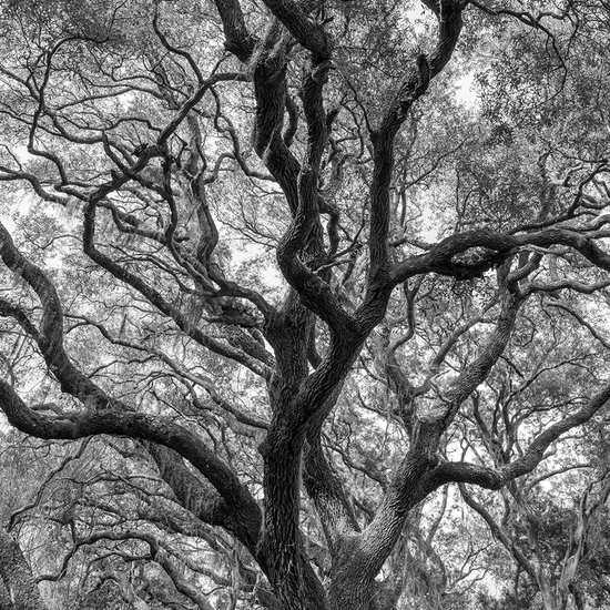 Jessica Cantlin: Tree of Life, 2022, Archival pigment print, Available in various sizes