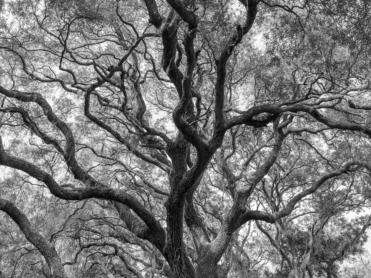 Jessica Cantlin: Tree of Life, 2022, Archival pigment print, Available in various sizes