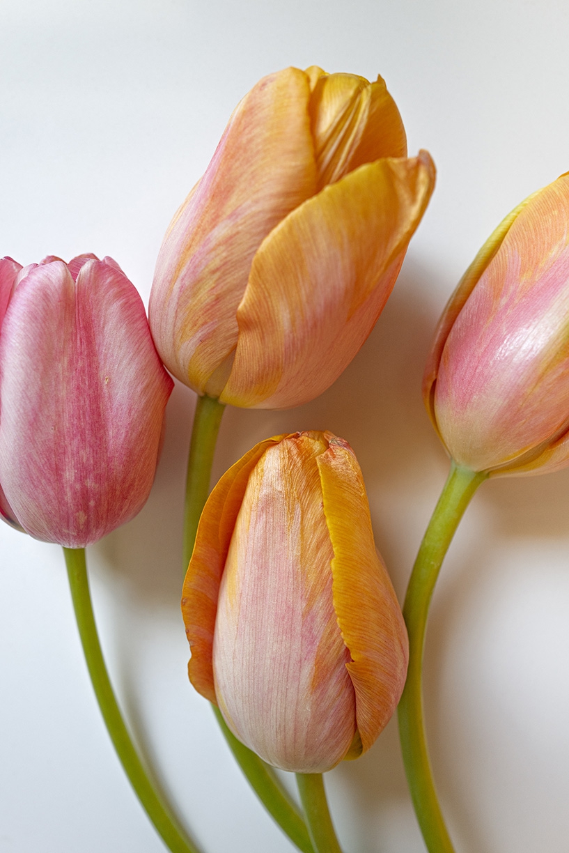 Jessica Cantlin: Tulips, 2022, Archival pigment print, Available in various sizes