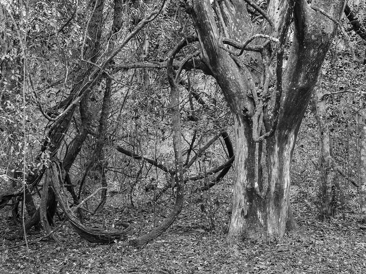 Jessica Cantlin: Twisted by Time, 2022, Archival pigment print, Available in various sizes