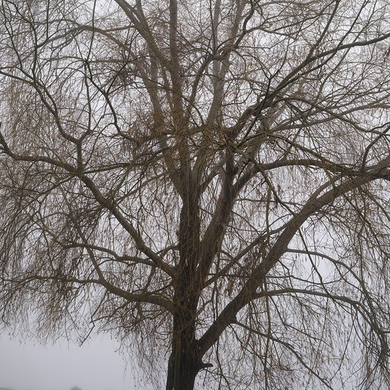 Jessica Cantlin: Weeping Willow, 2022, Archival pigment print, Available in various sizes