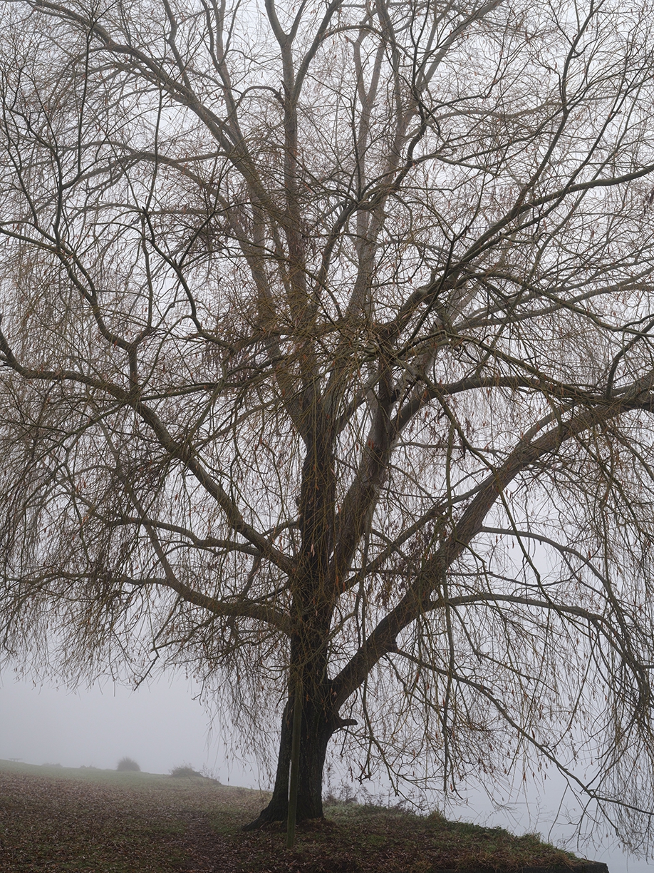 Jessica Cantlin: Weeping Willow, 2022, Archival pigment print, Available in various sizes