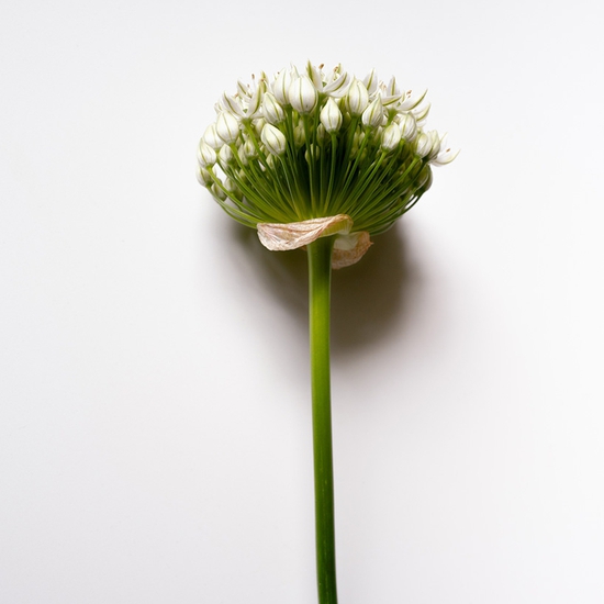 White Allium