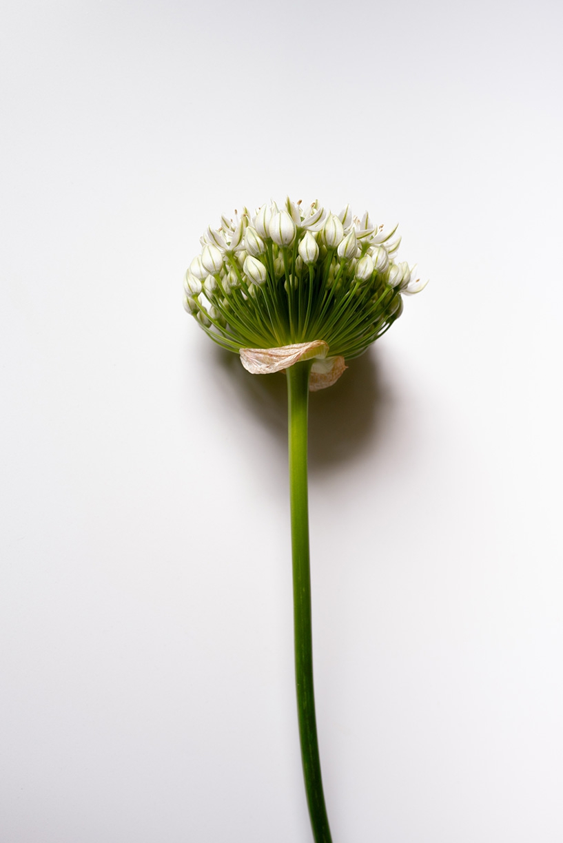 Jessica Cantlin: White Allium, 2022, Archival pigment print, Available in various sizes