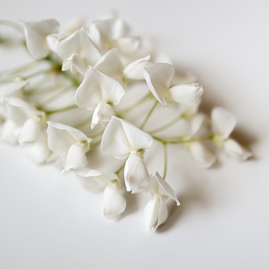 White Wisteria