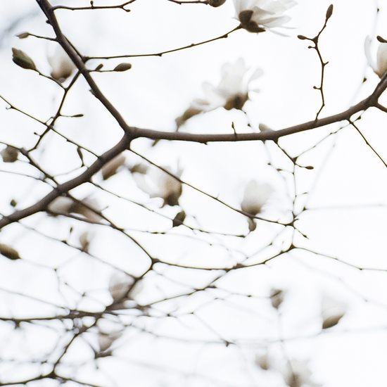 Detail of 'Blossom #11'