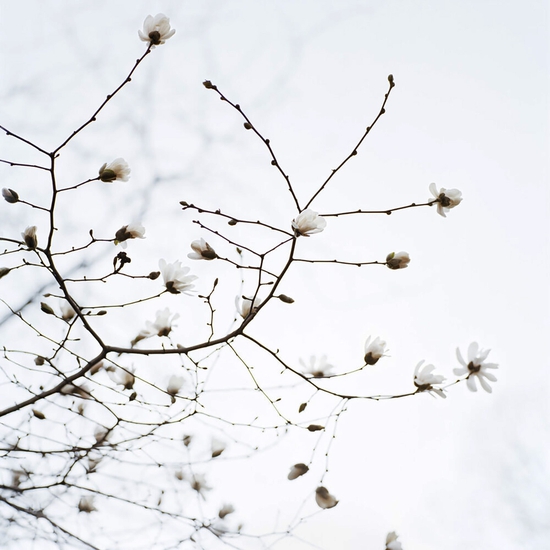 (10474) Blossom #11 -- Sally Gall