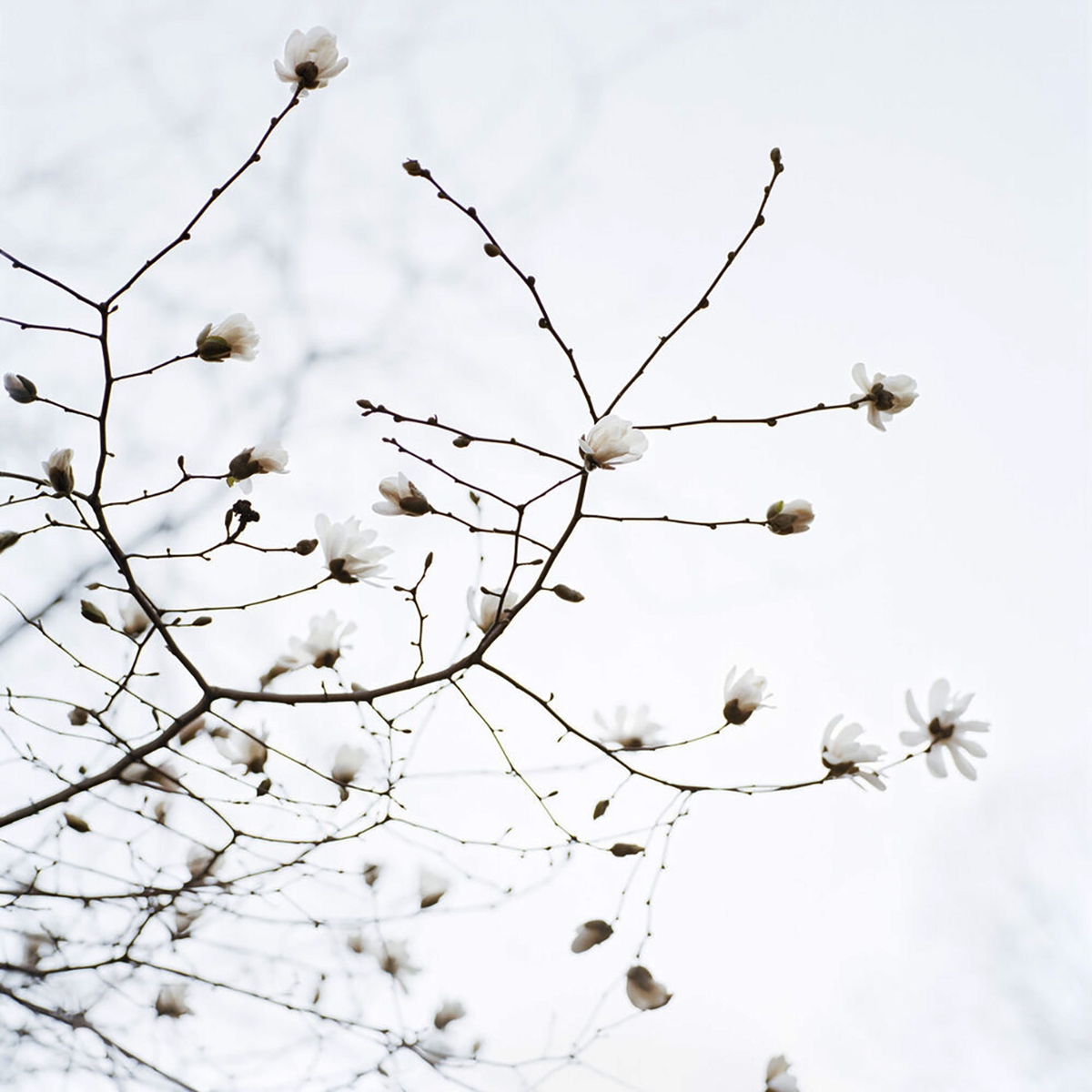 Sally Gall: Blossom #11, 2005, Archival pigment print, 19 x 19 inches, 30 x 30 inches, and 50 x 50 inches